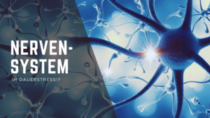 Mehr über den Artikel erfahren Die Nervensystem Akademie